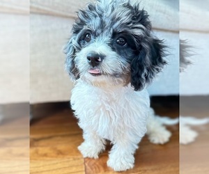 Cavapoo Puppy for sale in GILBERTSVILLE, PA, USA