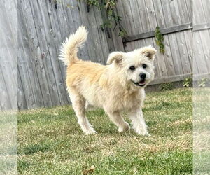 Norwich Terrier-Unknown Mix Dogs for adoption in Des Moines, IA, USA