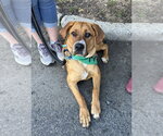 Small #18 Coonhound-Labrador Retriever Mix