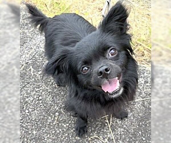 Medium Photo #6 Chion Puppy For Sale in Mount Airy, NC, USA