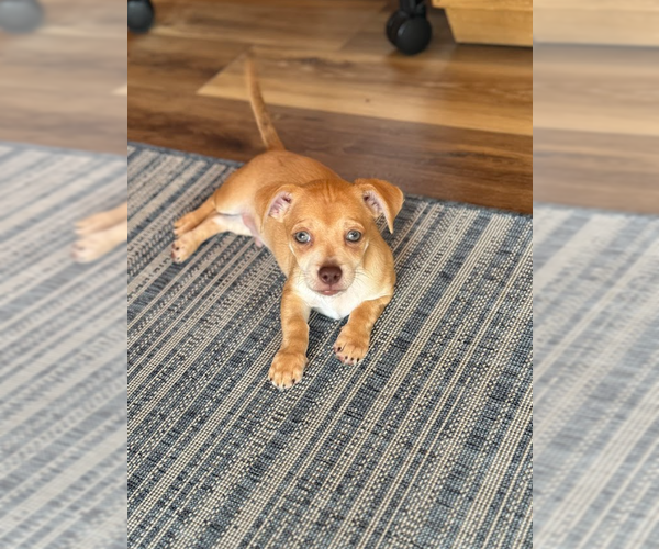Medium Photo #2 Chihuahua-Unknown Mix Puppy For Sale in Brooklyn Center, MN, USA