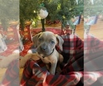 Small Photo #16 Cane Corso Puppy For Sale in WATERBURY, CT, USA