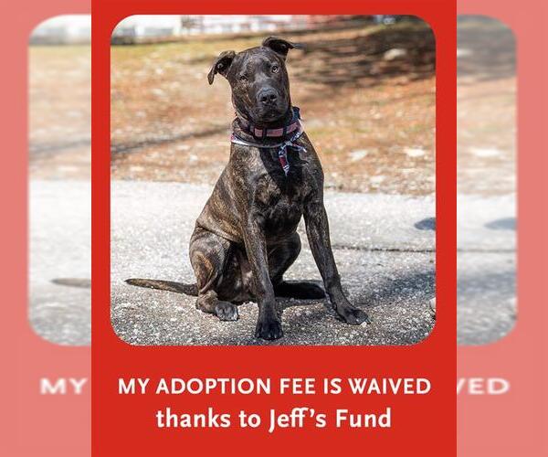 Medium Photo #3 Plott Hound-Unknown Mix Puppy For Sale in Dedham, MA, USA