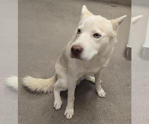Siberian Husky Dogs for adoption in HESPERIA, CA, USA