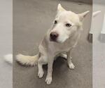 Small Siberian Husky