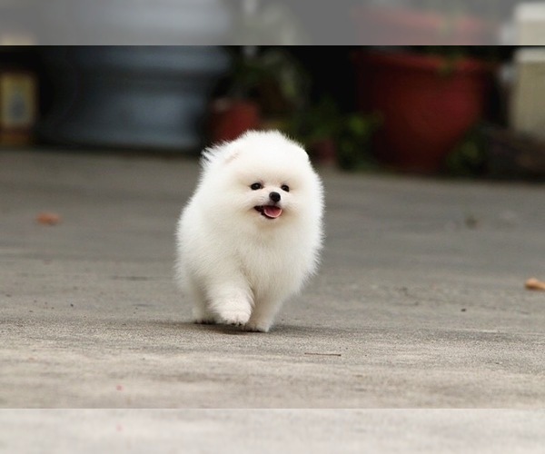 Medium Photo #7 Pomeranian Puppy For Sale in CINCINNATI, OH, USA