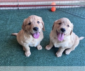 English Cream Golden Retriever Puppy for sale in CERES, CA, USA
