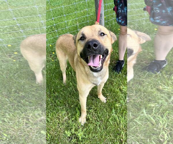 Medium Photo #2 American Staffordshire Terrier-German Shepherd Dog Mix Puppy For Sale in Front Royal, VA, USA