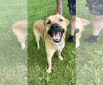 Small #1 American Staffordshire Terrier-German Shepherd Dog Mix