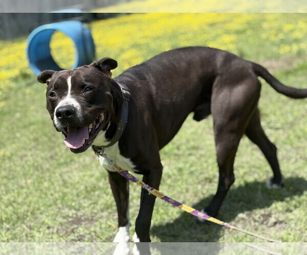 Medium Photo #5 Mutt Puppy For Sale in Virginia Beach, VA, USA