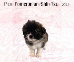 Pomeranian Puppy for Sale in MOUNT DORA, Florida USA