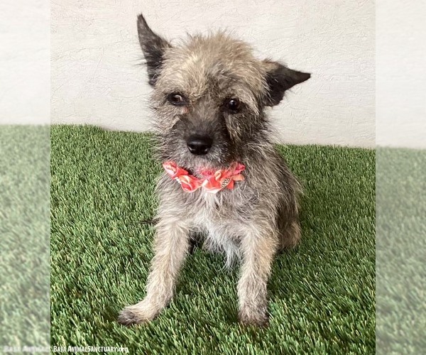 Medium Photo #3 Cairn Terrier-Unknown Mix Puppy For Sale in San Diego, CA, USA