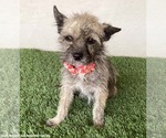 Small #2 Cairn Terrier Mix