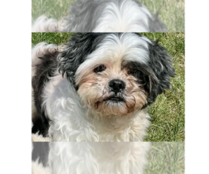 Shih Tzu Dogs for adoption in Springdale, PA, USA