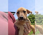 Small #2 Australian Shepherd-Dachshund Mix