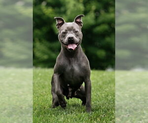Mutt Dogs for adoption in Belleville, IL, USA