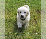Small Photo #11 English Cream Golden Retriever Puppy For Sale in MARION CENTER, PA, USA