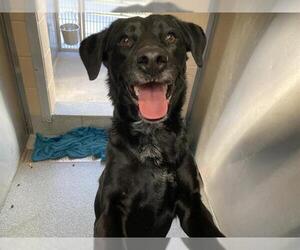 Labrador Retriever Dogs for adoption in Orange, CA, USA