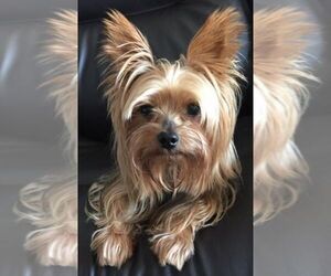 Father of the YorkiePoo-Yorkshire Terrier Mix puppies born on 05/14/2025