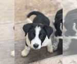 Small #1 Border Collie Mix