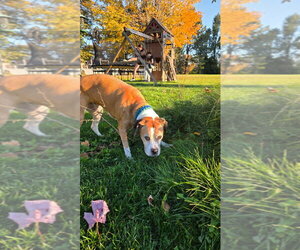 Coco - Female Boxer Dog for Adoption - Photo #2