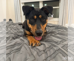 Small #7 Mutt