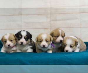 Pembroke Welsh Corgi Litter for sale in LANE, OK, USA