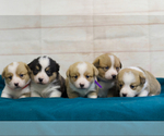 Image preview for Ad Listing. Nickname: Litter of 5