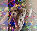Small Photo #3 Maltipoo Puppy For Sale in EL PASO, TX, USA