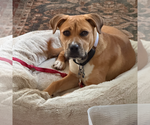 Small #6 Retriever  Mix