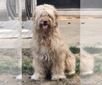 Small #1 Golden Retriever