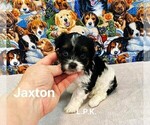 Small Photo #2 YorkiePoo Puppy For Sale in WINNSBORO, LA, USA