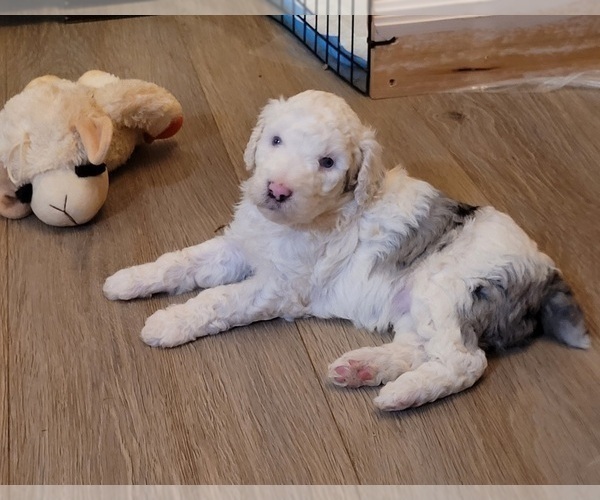 Medium Photo #6 Aussiedoodle Puppy For Sale in SPARTANBURG, SC, USA