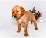 Small #7 Golden Retriever