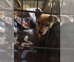 Libby (in foster) - Female Mutt Dog for Adoption - Photo #3