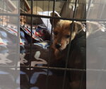 Small Photo #3 Mutt Puppy For Sale in Pottstown, PA, USA