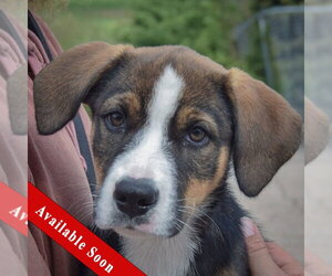 German Shepherd Dog-Unknown Mix Dogs for adoption in Huntley, IL, USA