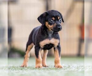 Dancer Pup - Jitterbug - Female Mutt Dog for Adoption - Photo #4