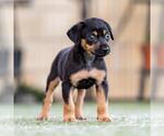 Small #3 Mutt