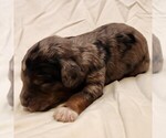 Small #8 F2 Aussiedoodle