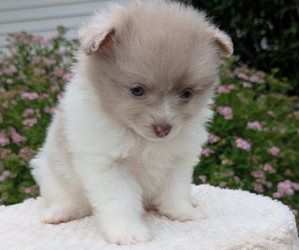 Medium Photo #29 Pomeranian Puppy For Sale in GOSHEN, IN, USA