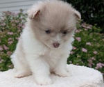 Small Photo #29 Pomeranian Puppy For Sale in GOSHEN, IN, USA