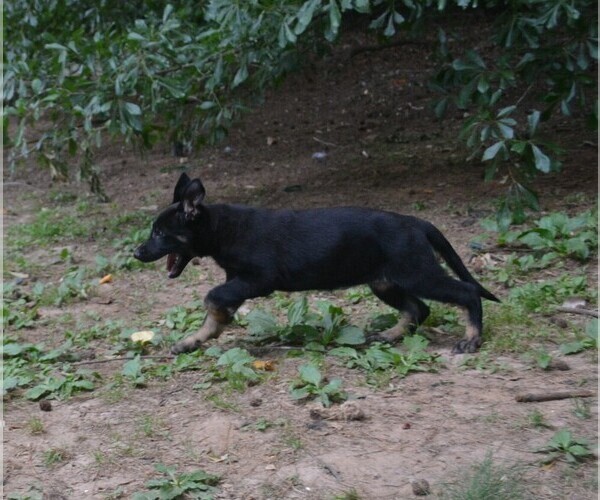 Medium Photo #3 German Shepherd Dog Puppy For Sale in POWDER SPRINGS, GA, USA