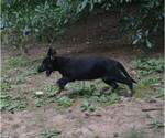 Small #2 German Shepherd Dog