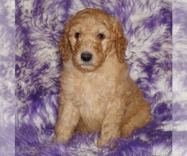 Medium Photo #3 Labradoodle Puppy For Sale in LA HABRA, CA, USA