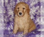 Small #2 Labradoodle