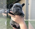 Small Photo #3 French Bulldog Puppy For Sale in PARAGOULD, AR, USA