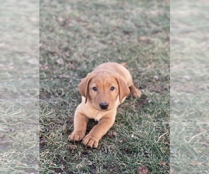 Labrador Retriever Puppy for sale in RICHLAND, IA, USA