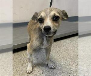 Chihuahua-Unknown Mix Dogs for adoption in Visalia, CA, USA