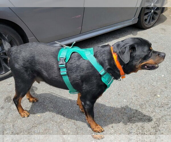 Medium Photo #6 Rottweiler Puppy For Sale in White Hall, AR, USA
